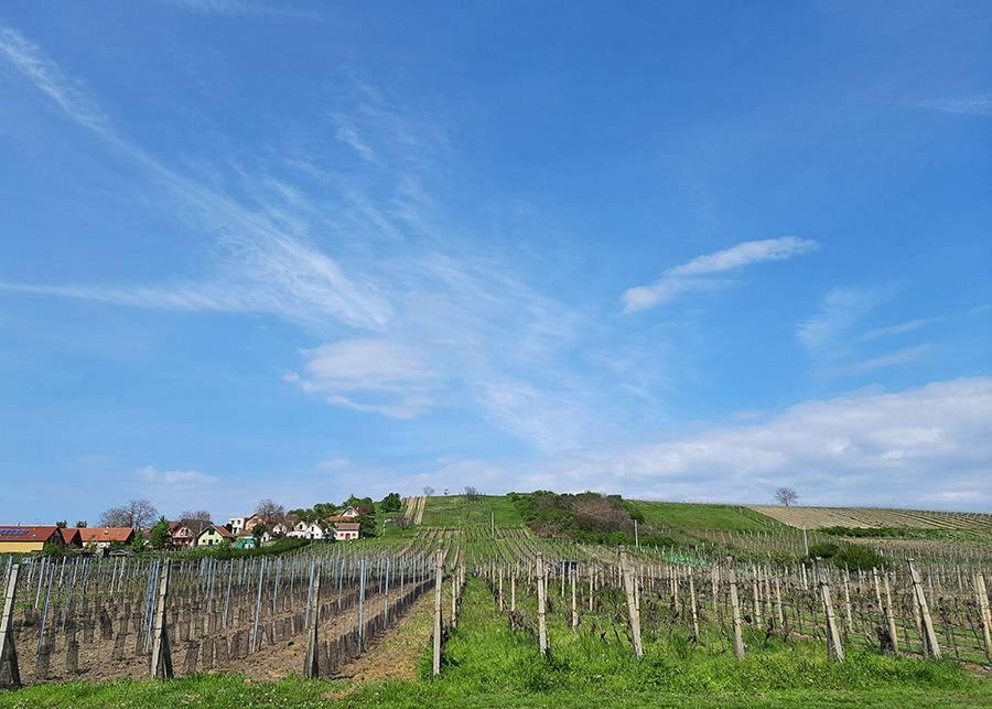 Velké Bílovice Sklep Vino Strycekゲストハウス エクステリア 写真